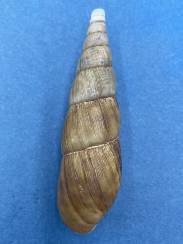 #4 Paraclavator obtusatus 72.2mm Fort Dauphin, Madagascar Clavatoridae