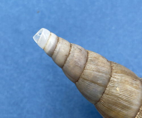 #4 Paraclavator obtusatus 72.2mm Fort Dauphin, Madagascar Clavatoridae