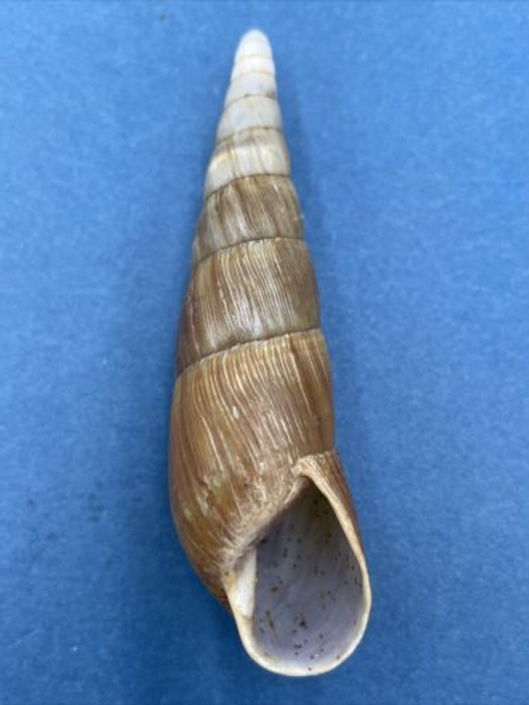 #7 Paraclavator obtusatus 73.8mm Fort Dauphin, Madagascar Clavatoridae