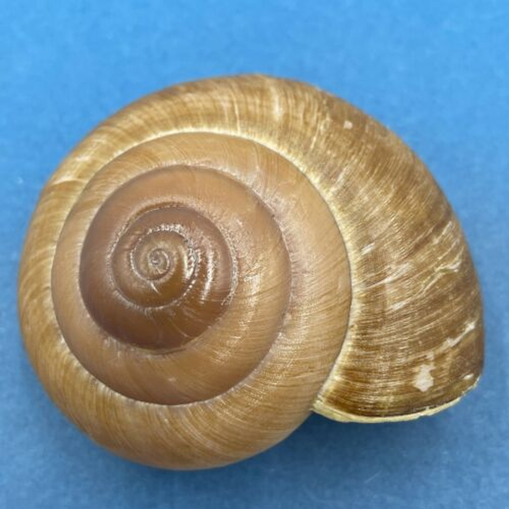 #4 Hemiglypta cf. blainvilliana 59.6mm Surigao, Philippines Helicarionidae