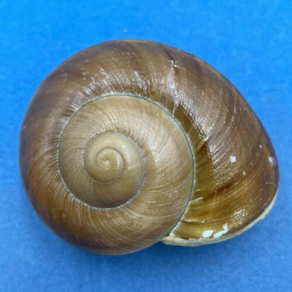 #5 Hemiglypta cf. blainvilliana 59.9mm Surigao, Philippines Helicarionidae