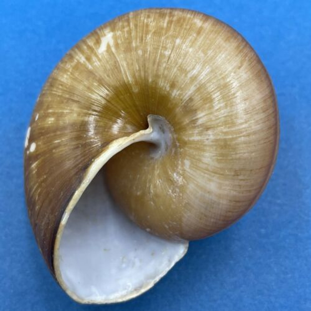 #6 Hemiglypta cf. blainvilliana 60.9mm Surigao, Philippines Helicarionidae