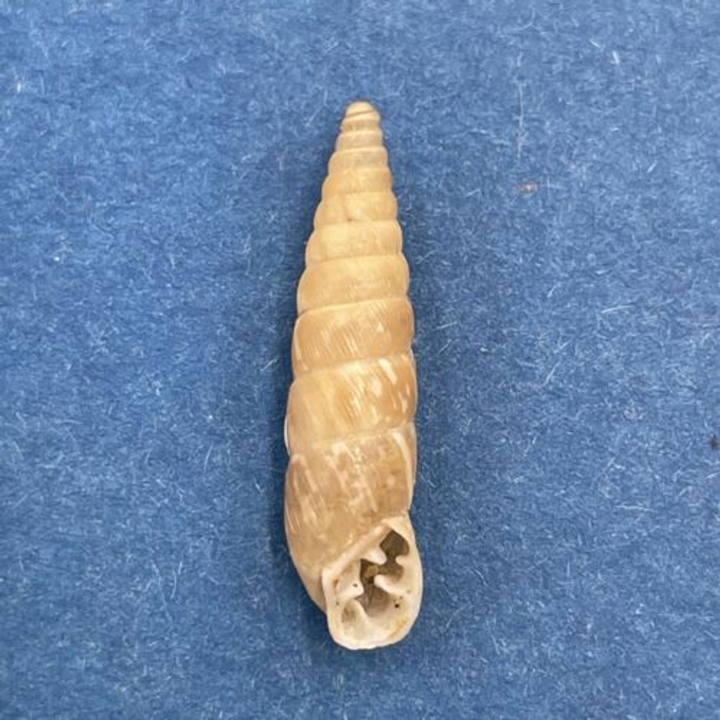 Clessinia aconjigastana 18.5mm Unquillo, Cordoba, Argentina Odontostomidae