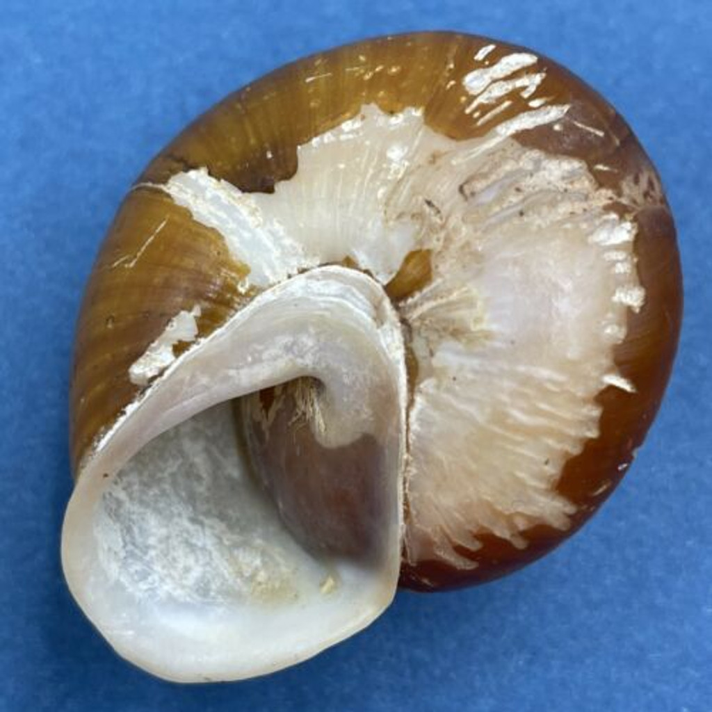 Lucerna mora 42.5mm Jamaica Pleurodontidae