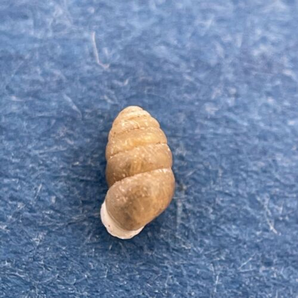 Lauria cylindracea 3.3mm Fontainebleau-Avon South Of Paris On Sand Under Rocks