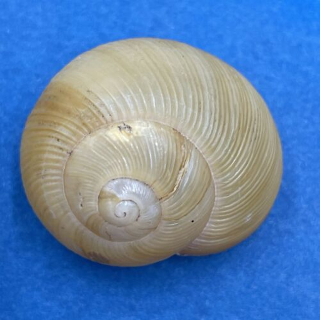 #2 Zachrysia provisoria 30mm Miami, Florida 1993