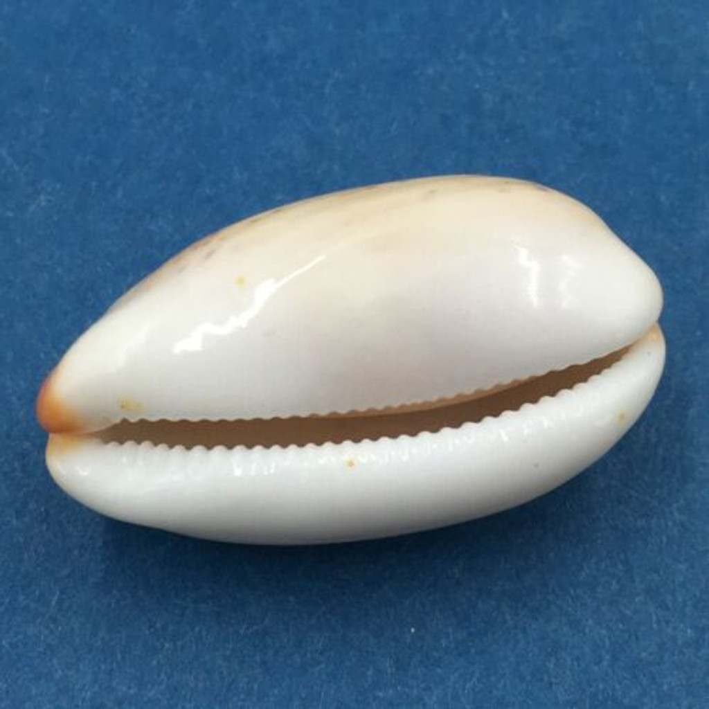 #4 27.2mm Cypraea (Luria) isabella Netted, Negros Island, Philippines