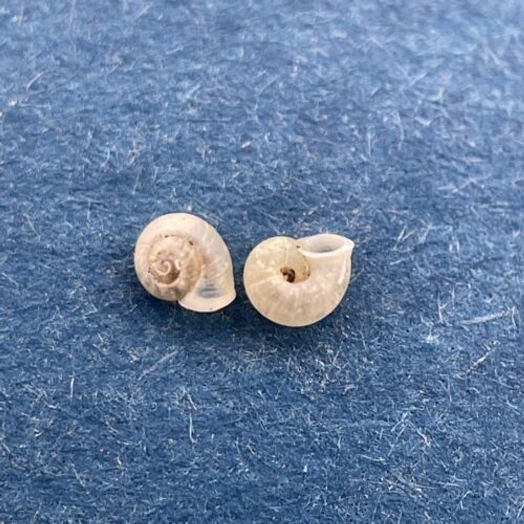 #3 Vallonia excentrica Set x2 Under 3mm Aarschot Belgium On Stone Wall