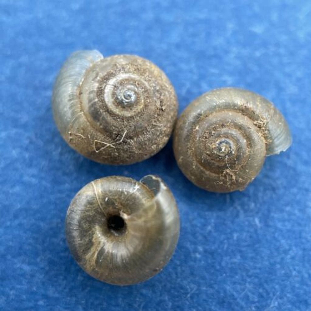 #7 Zonitoides nitidus 5-6mm Drzewianowo, Poland On Woody Plants