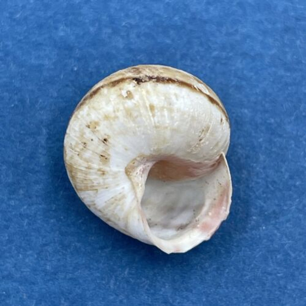 #1 Hemitrochus varians 15.2mm Bahamas Cepolidae