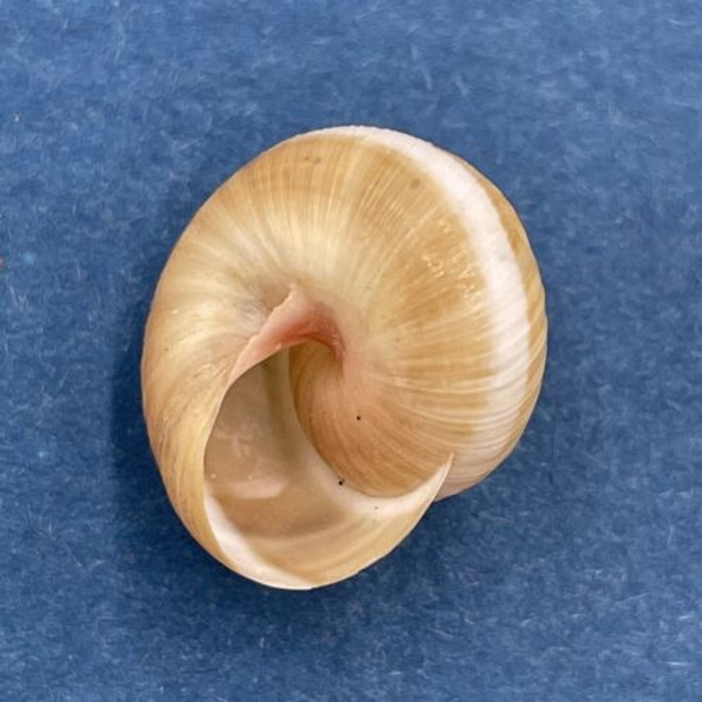 #14 Hemitrochus varians 13.3mm Bahamas Cepolidae