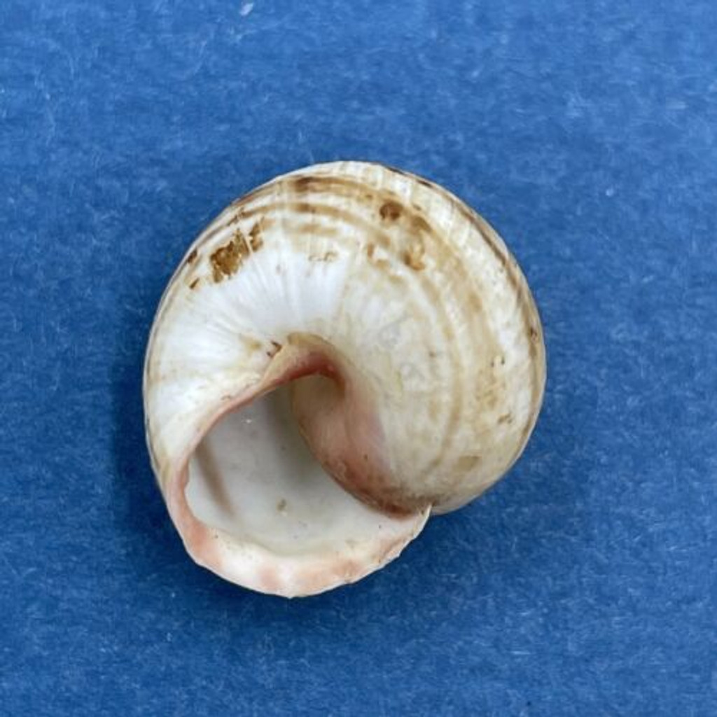 #15 Hemitrochus varians 15.1mm Bahamas Cepolidae