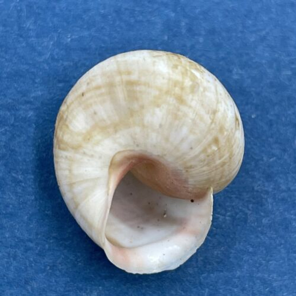 #16 Hemitrochus varians 15.6mm Bahamas Cepolidae