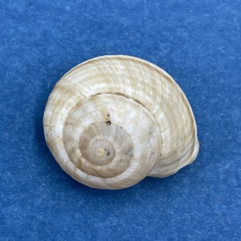 #19 Hemitrochus varians 15.4mm Bahamas Cepolidae