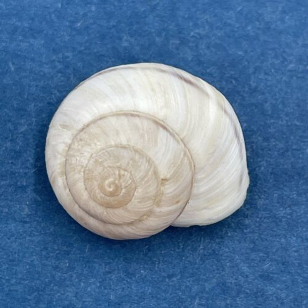 #5 Hemitrochus varians 15.6mm Bahamas Cepolidae