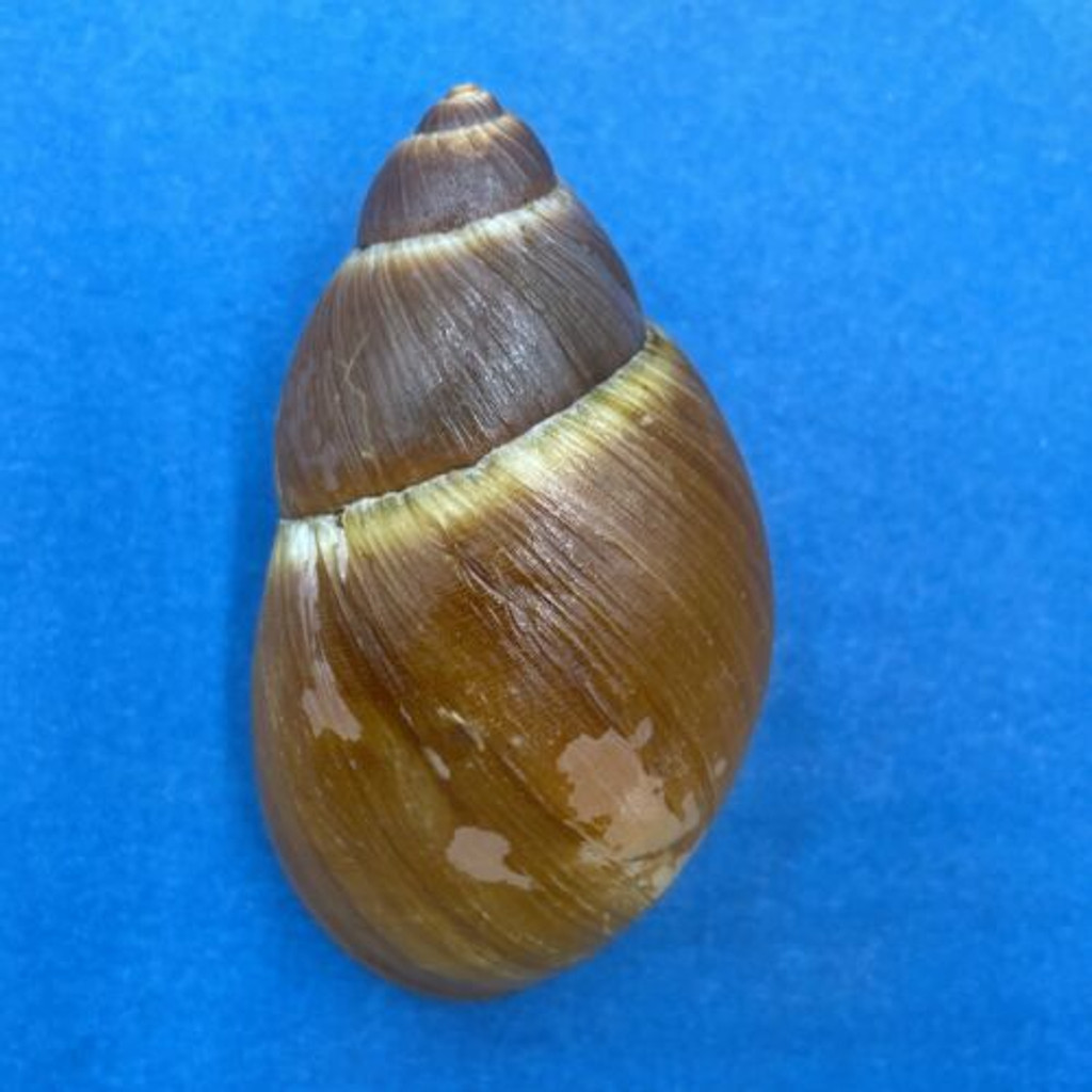 #1 Megalobulimus yporanganum 75mm Santa Catarina, Brazil, Dead Leaves In Forest