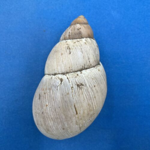 #2 Megalobulimus perelongatus 107mm Colombia