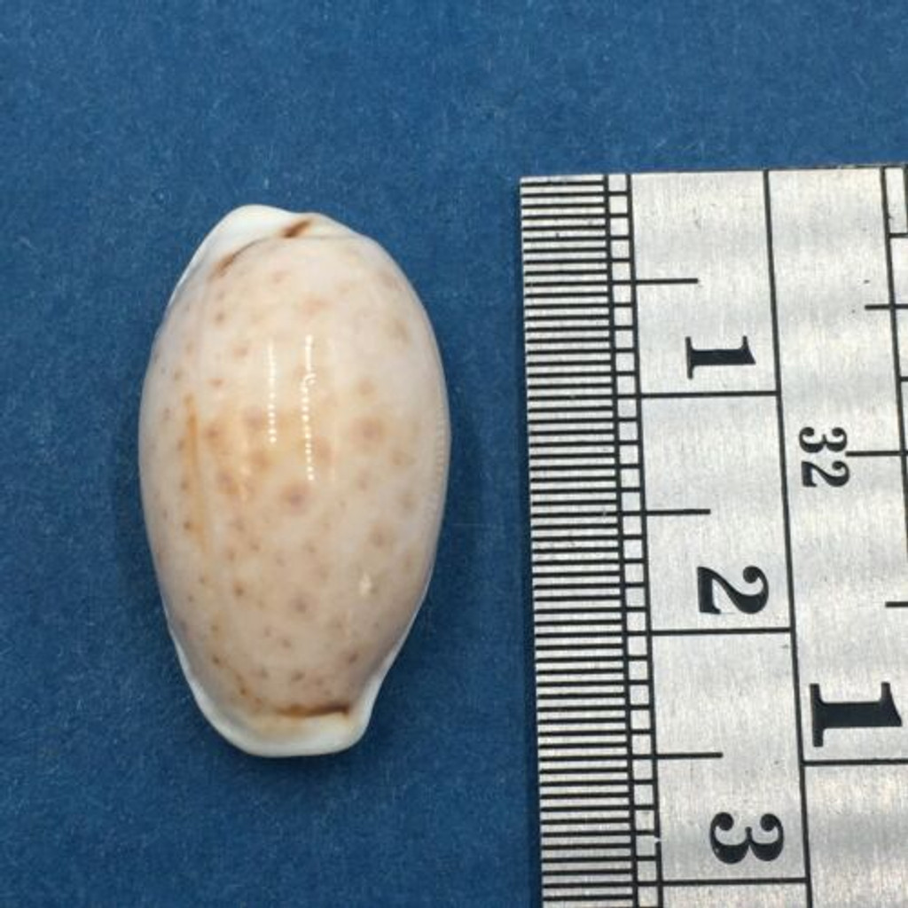#38 22.2mm Cypraea (Naria) Boivinii Netted, Negros Island, Philippines
