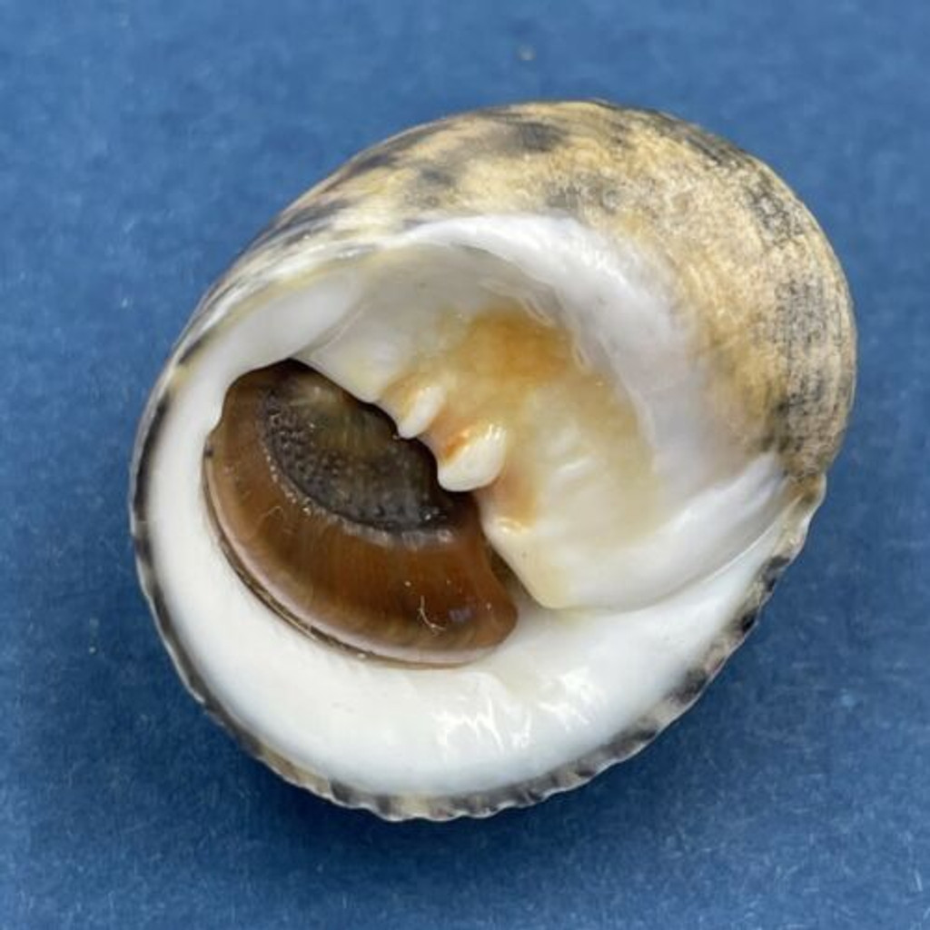 #15 Nerita peloronta 23.9mm W/O Long Key, Florida Keys, On Rocks At Shore