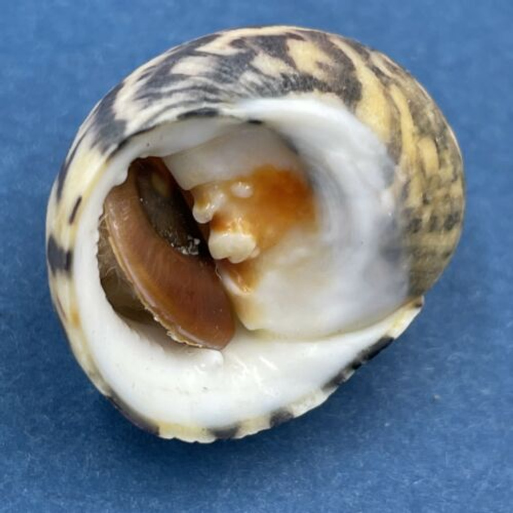 #25 Nerita peloronta 24.5mm W/O Bonaire/Aruba May 14-17 1983