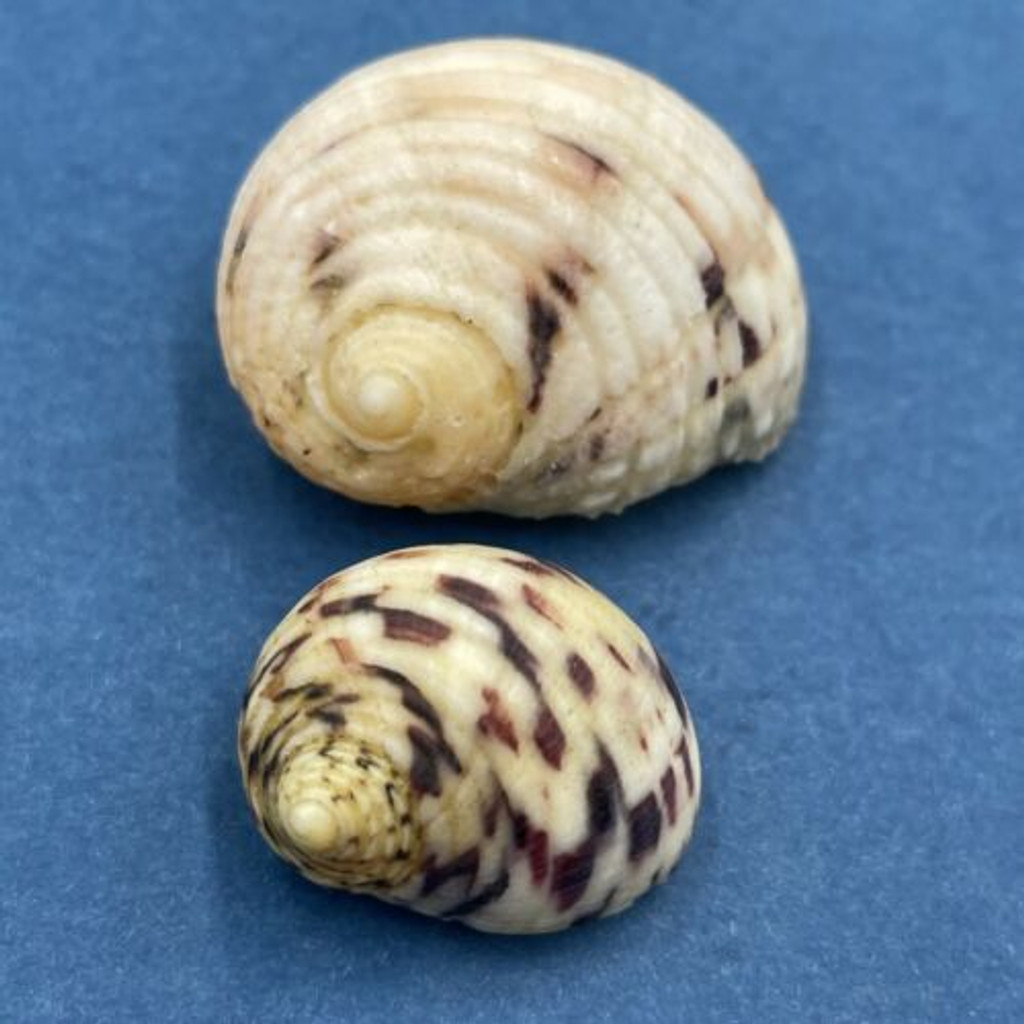 #5 Nerita peloronta 20.9-29.8mm New Providence, Bahamas, On Rocks, Low Tide