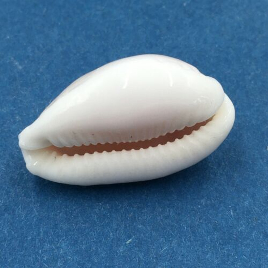 #33 23.2mm Cypraea (Naria) Boivinii Netted, Negros Island, Philippines