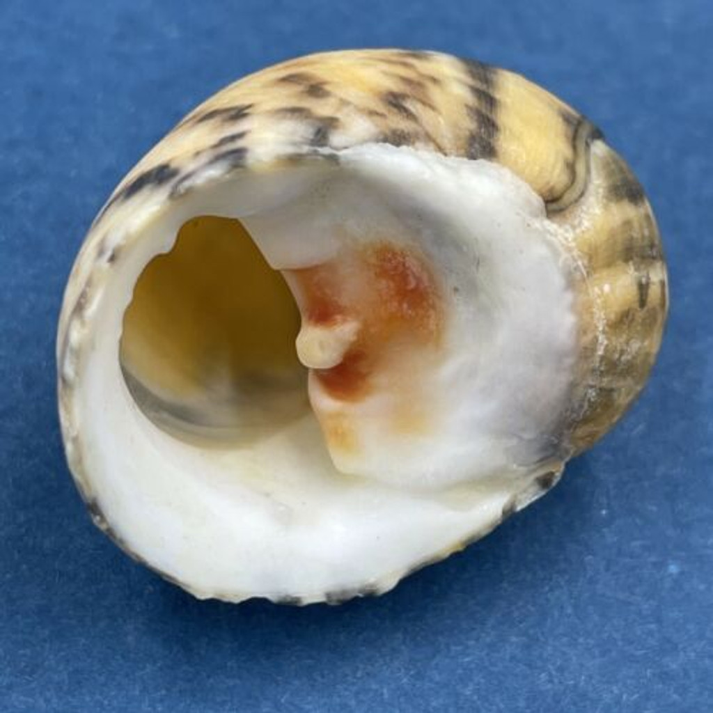 #8 Nerita peloronta 26.8mm New Providence, Bahamas, On Rocks, Low Tide