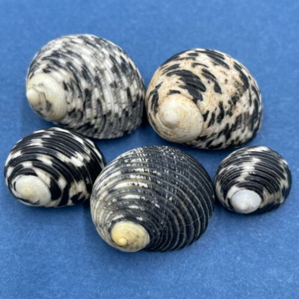 #2 Nerita undata 15-23mm Samar Is., Philippines In Rocky Tide Pool, Low Tide