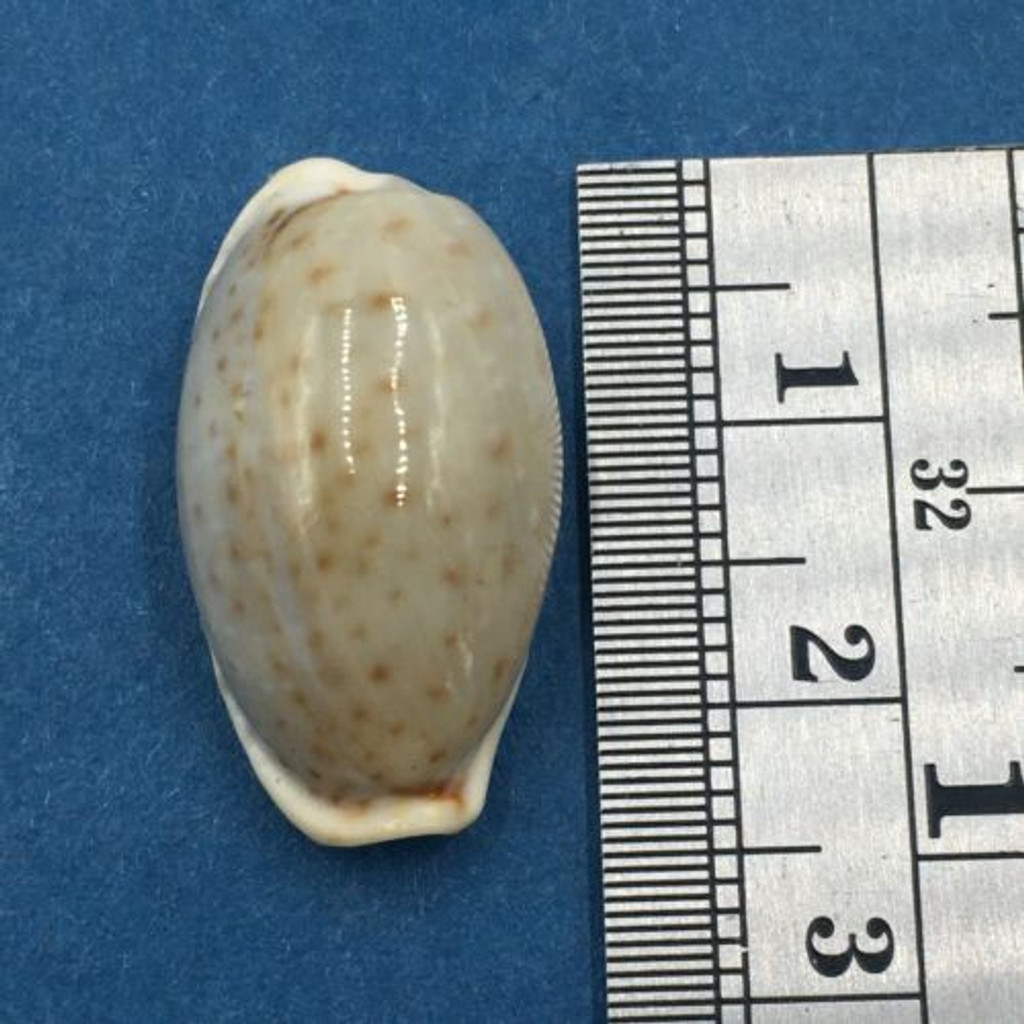 #31 23.6mm Cypraea (Naria) Boivinii Netted, Negros Island, Philippines