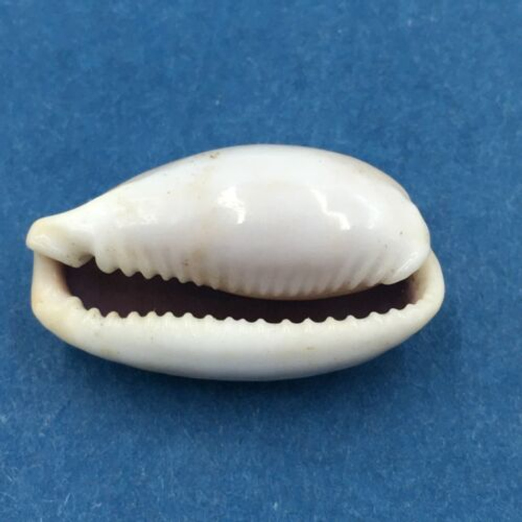 #31 23.6mm Cypraea (Naria) Boivinii Netted, Negros Island, Philippines