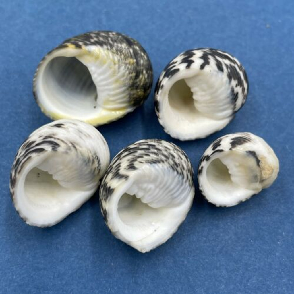 #1 Nerita undata 17-24mm Samar Is., Philippines In Rocky Tide Pool, Low Tide