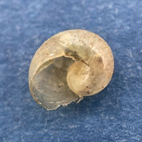 #3 Vitrina pellucida 4.6mm Aarschot, Belgium, Under Railroad Bridge Vitrinidae