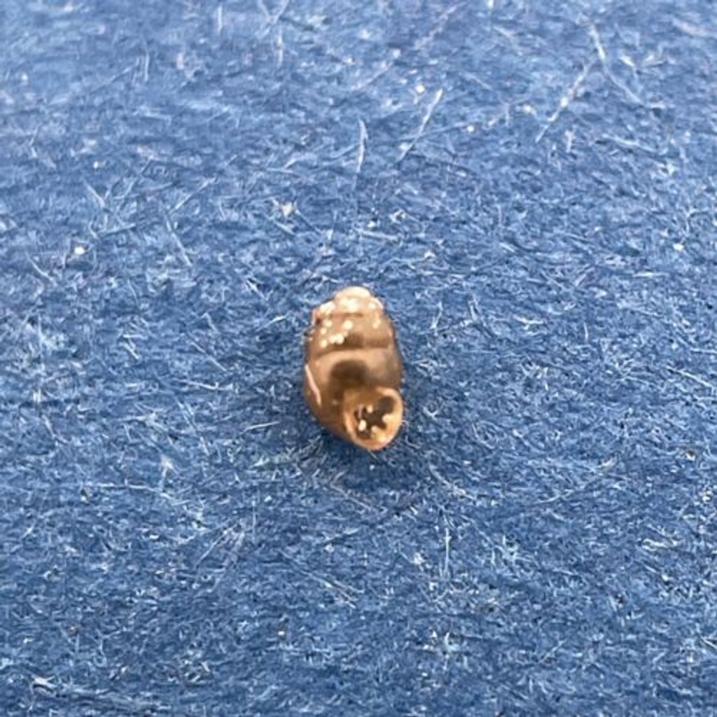 #8 Vertigo pygmaea Under 2mm Langdorp, Belgium On Wall Under Plants Vertiginidae