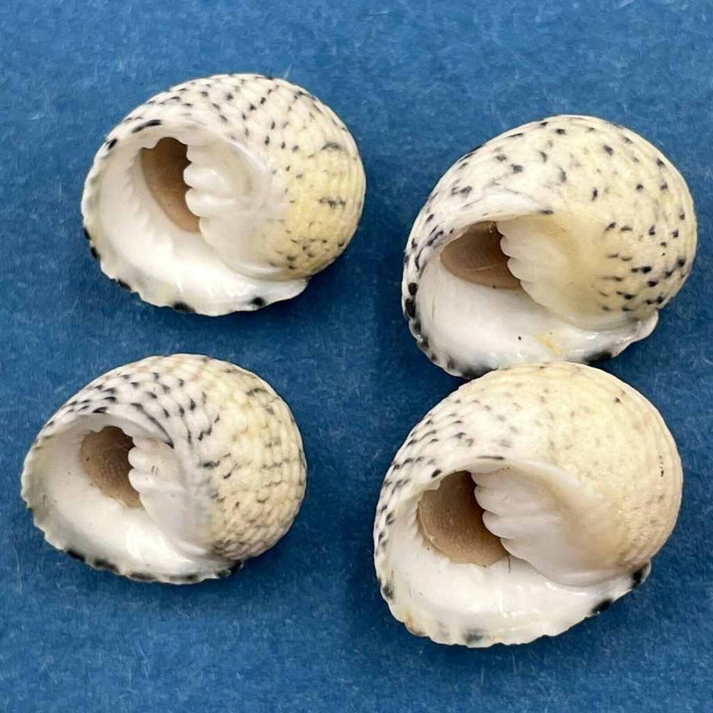 #1 Nerita versicolor 11-13mm W/O Bear Cut, Biscayne Key, Florida, On Mangrove