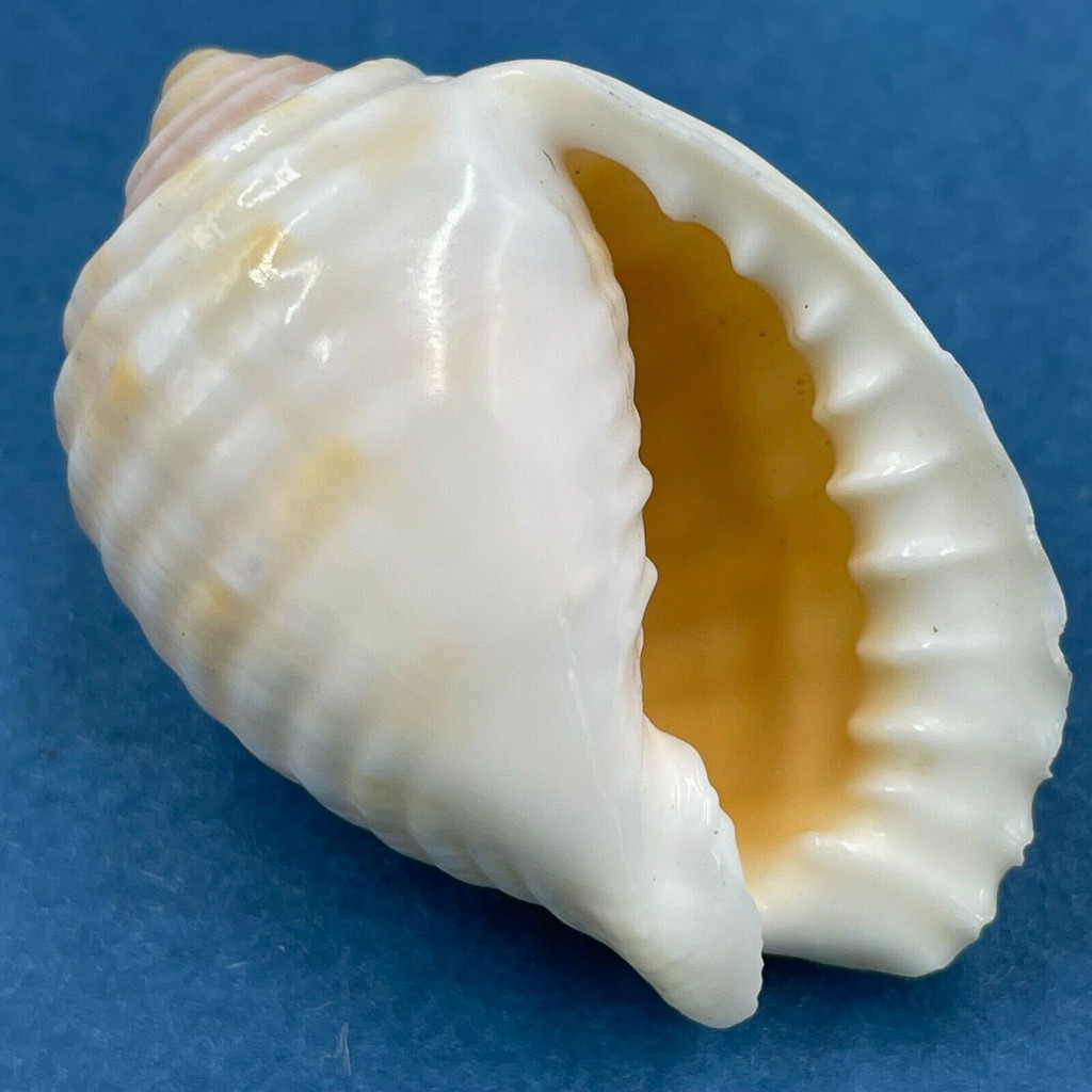 #8 Malea pomum 38.3mm Netted, Negros Island, Philippines