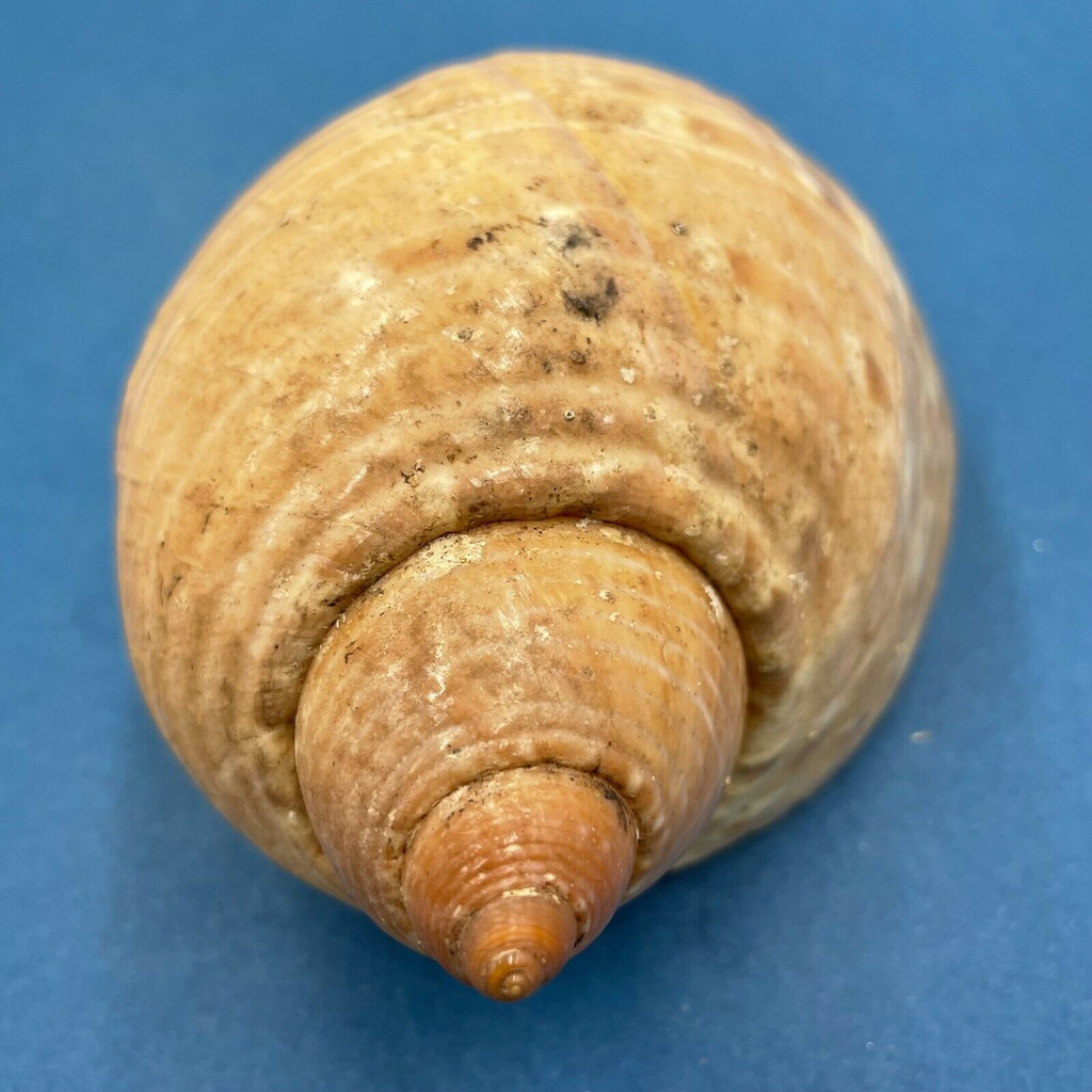 #2 Tonna perdix 129mm Philippines