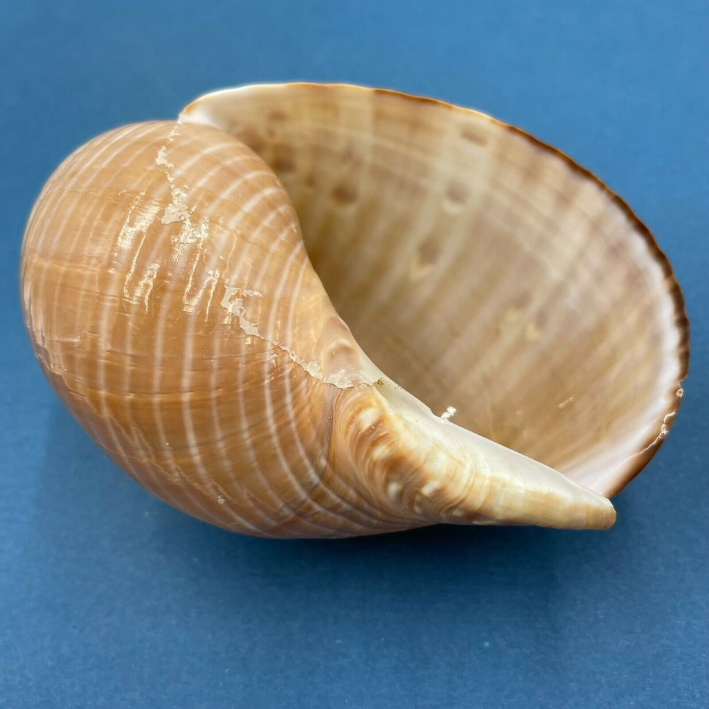 #5 Tonna perdix 114mm Philippines 15