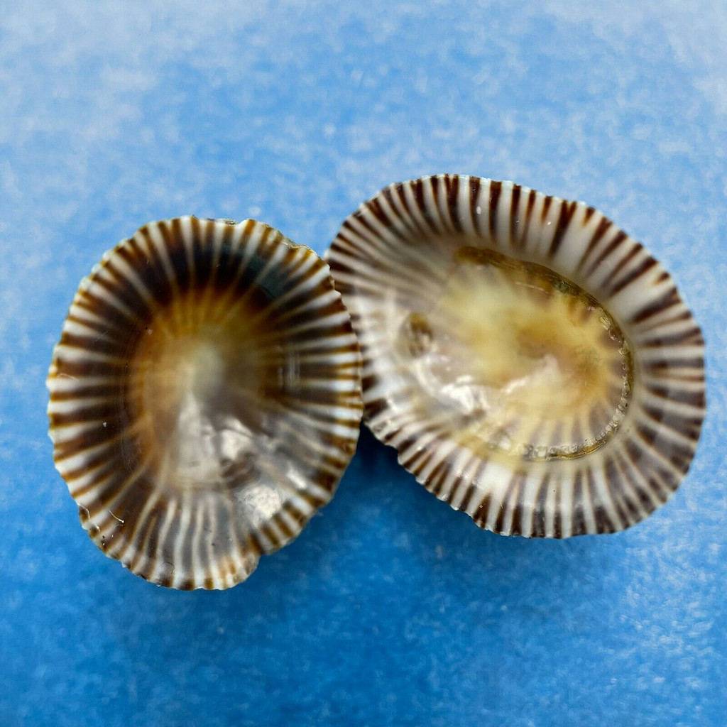 #10 Siphonaria naufragum 15-18mm Amelia Island, Florida Siphonariidae