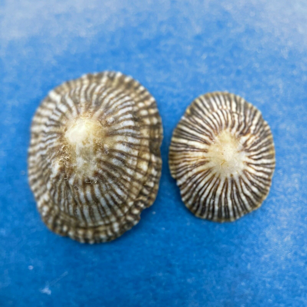 #2 Siphonaria naufragum 15-20mm Amelia Island, Florida Siphonariidae