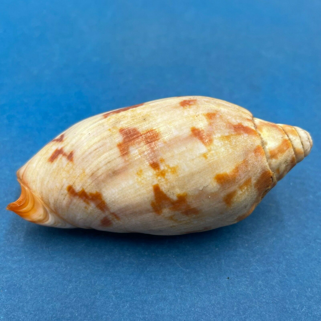 Cymbiola rutila ruckeri 73.4mm Solomon Islands