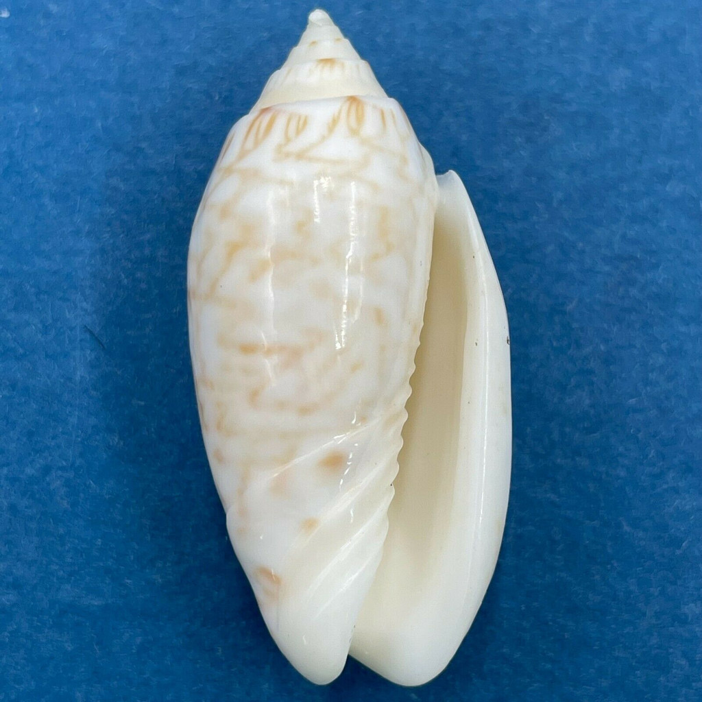 #2 Oliva reticularis 28mm Dredged, Gustaria Harbour, French Lesser Antilles