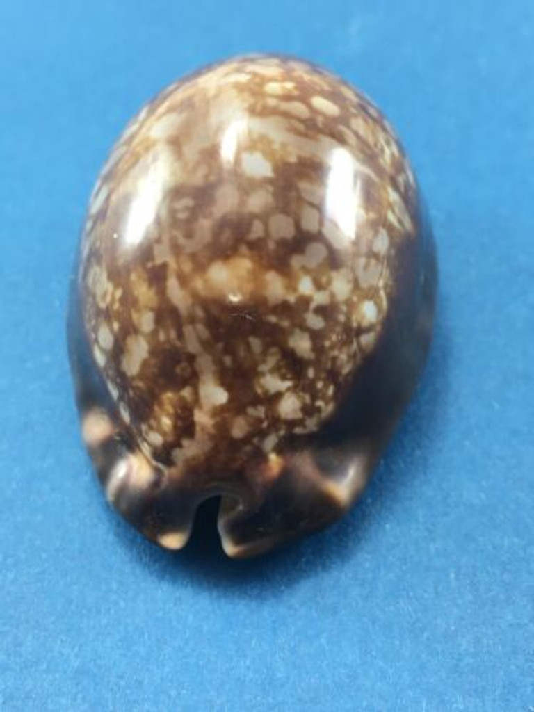 #3 Cypraea maculifera 49.7mm Oahu, Hawaii 30' Deep Collected 1968