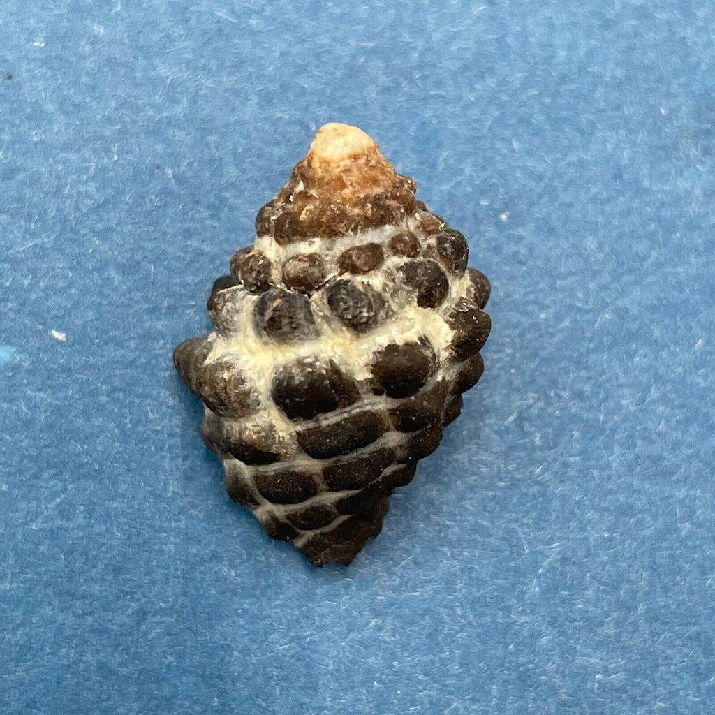 #3 Morula (Tenguella) granulata 19.3mm Batangas, Philippines, Intertidal Rocks