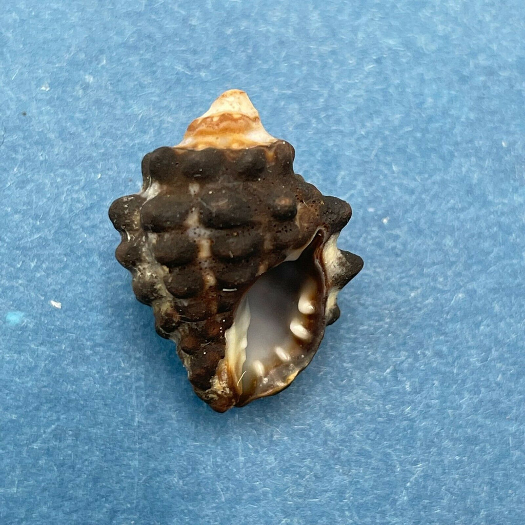 #6 Morula (Tenguella) granulata 18.7mm Batangas, Philippines, Intertidal Rocks