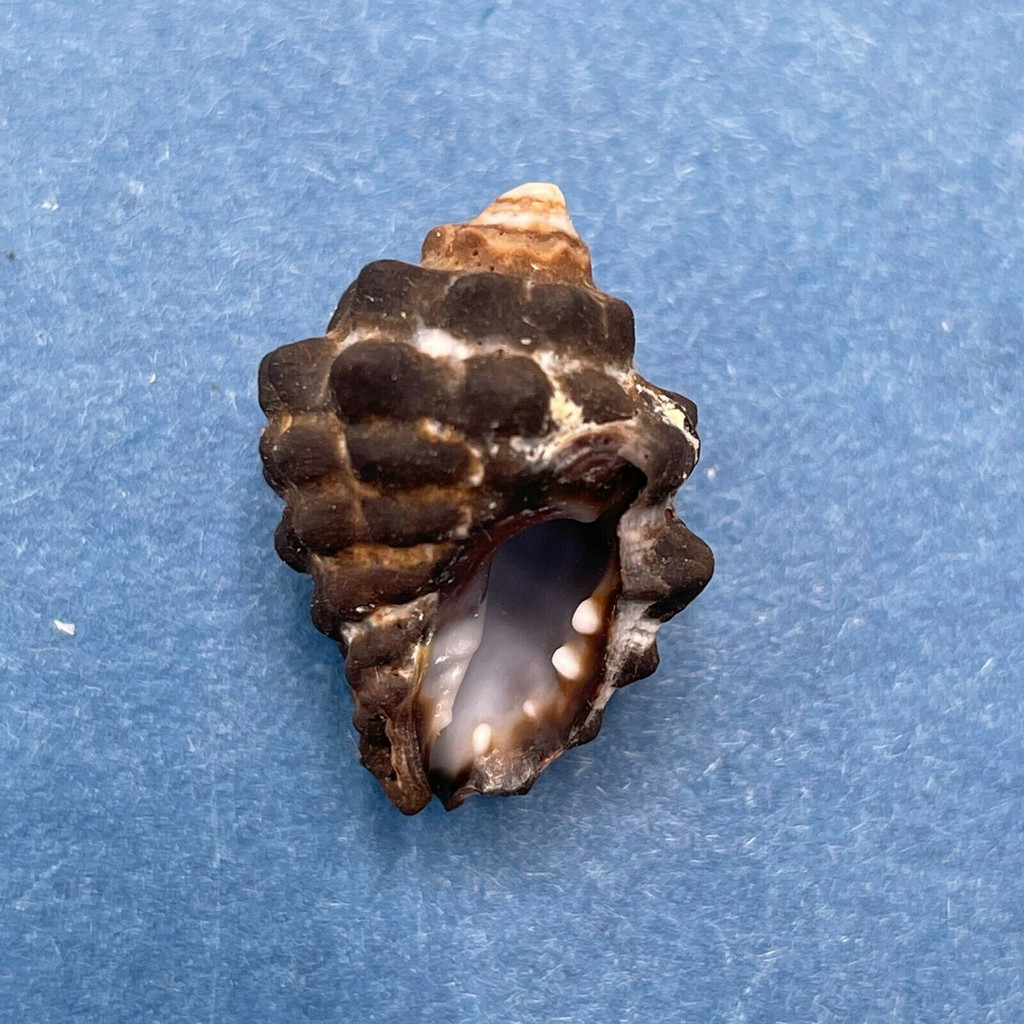 #7 Morula (Tenguella) granulata 19mm Batangas, Philippines, Intertidal Rocks