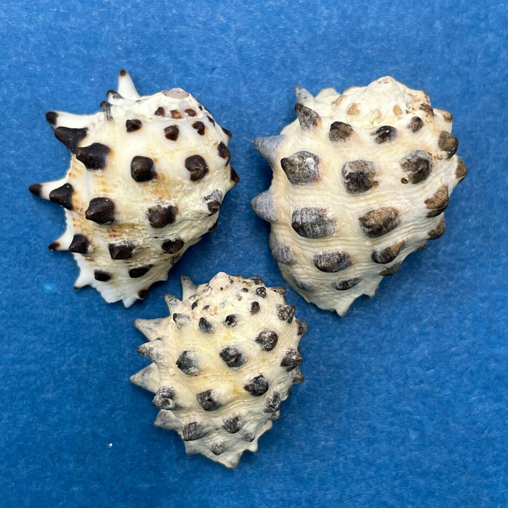 #12 Drupa ricinus 19-23mm Puerto Princesa, Palawan, Philippines, On Rocks