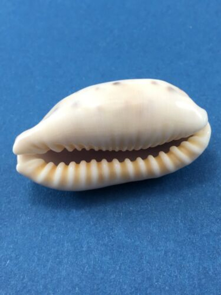 #2 Cypraea (Erronea) caurica longior 38.9mm Langford Reef Australia Under Rocks