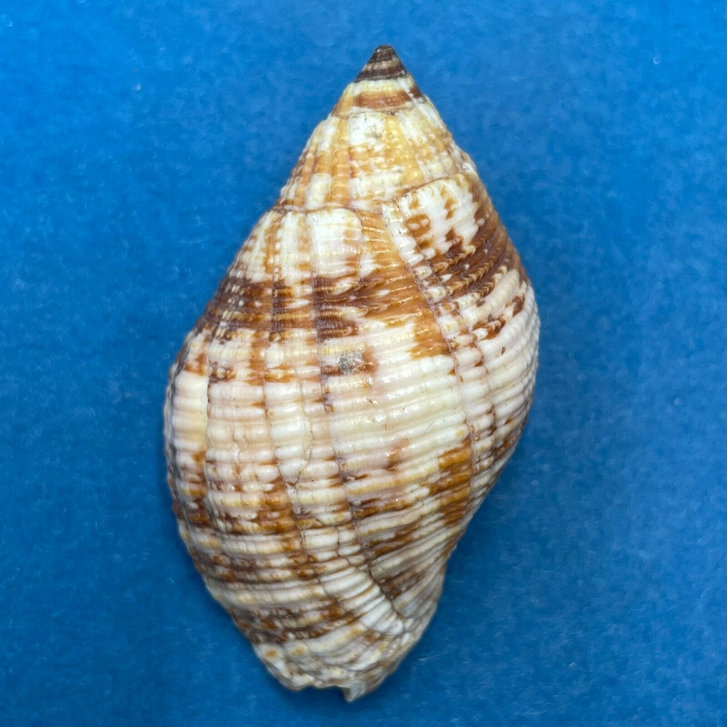 Nassa serta 50mm Kwajalein, Marshall Islands