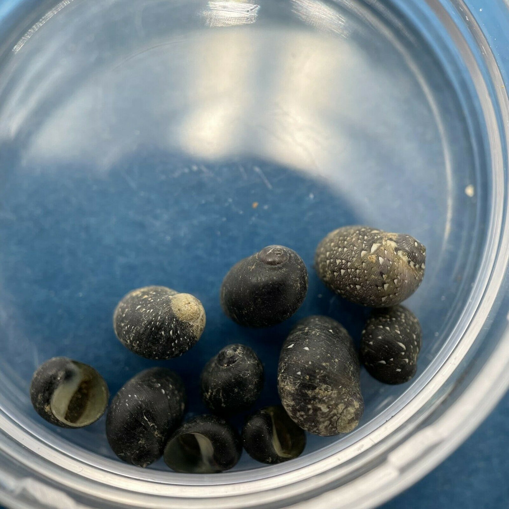 #12 Puperita pupa tristis 4mm Up Most W/O Elbow Cay, Bahamas In Tide Pools