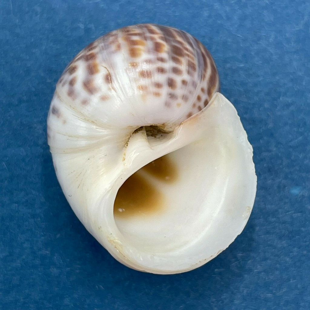 Natica tigrina 23.9mm Banda aceh, Sumatra